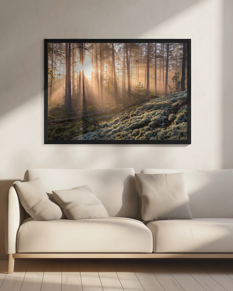 Fog in the forest with white moss in the forground | Canvas