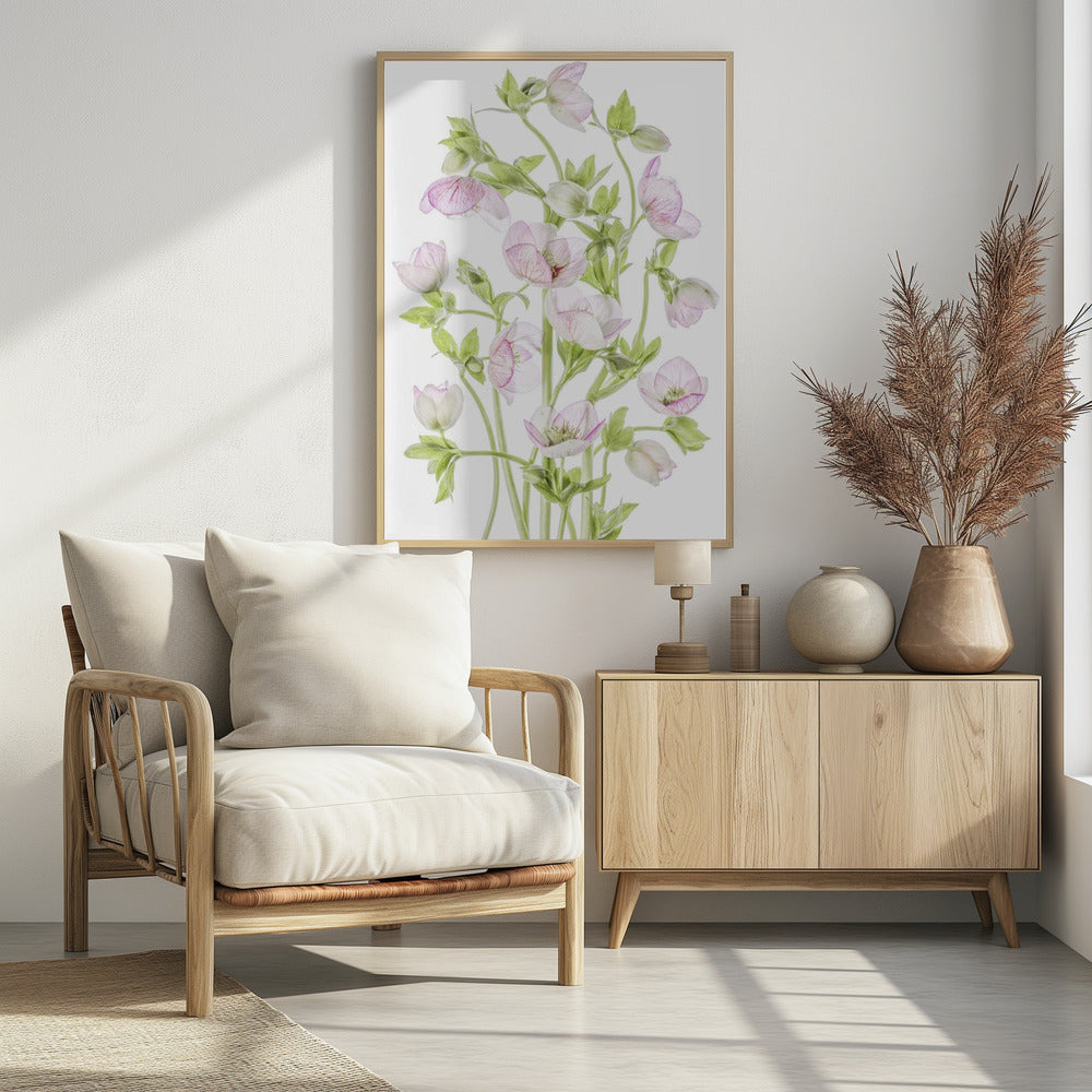 Hellebore | Poster