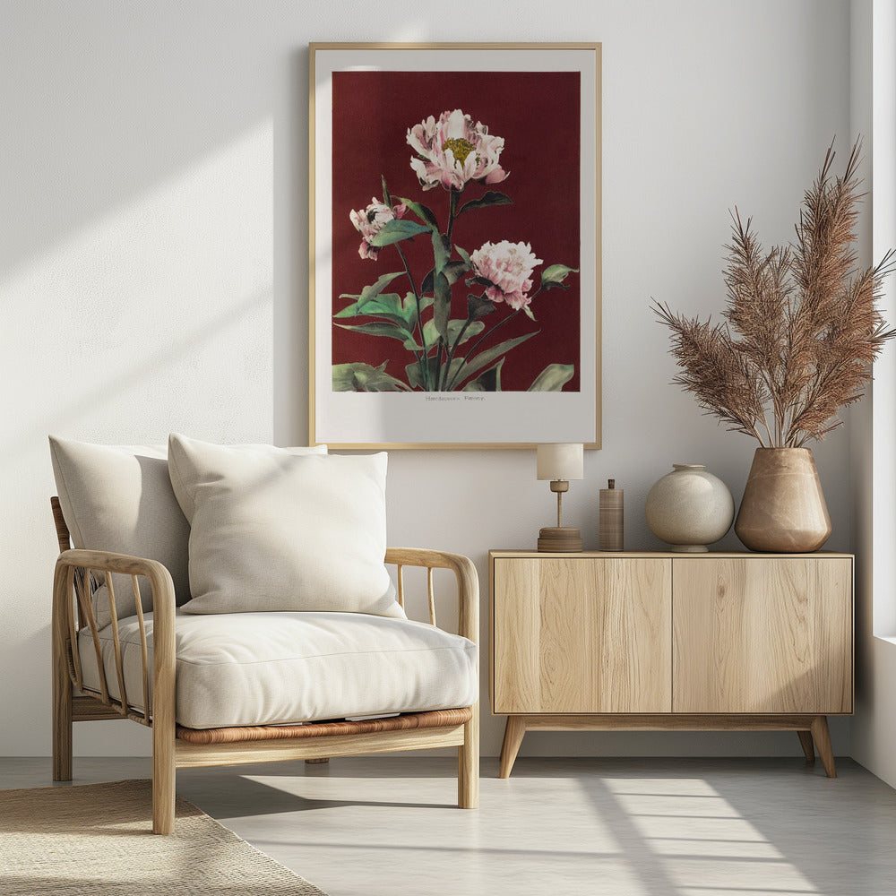 Hærdaceous Peony no2 | Poster
