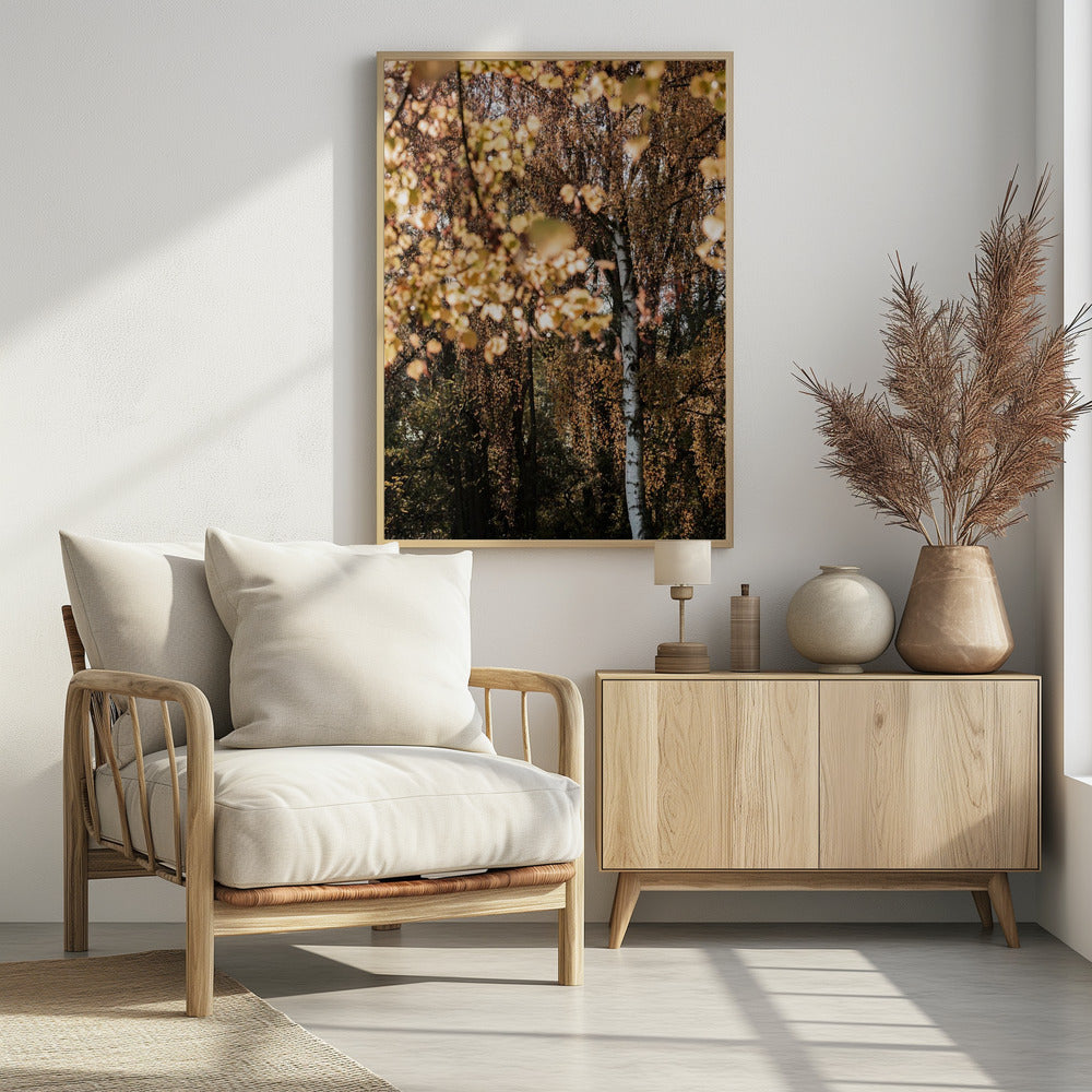 Autumn Birch Tree | Poster