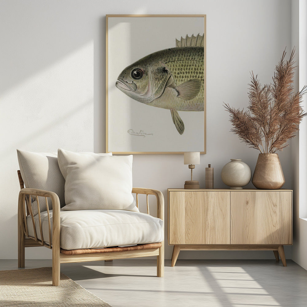 Rock Bass Crop | Poster