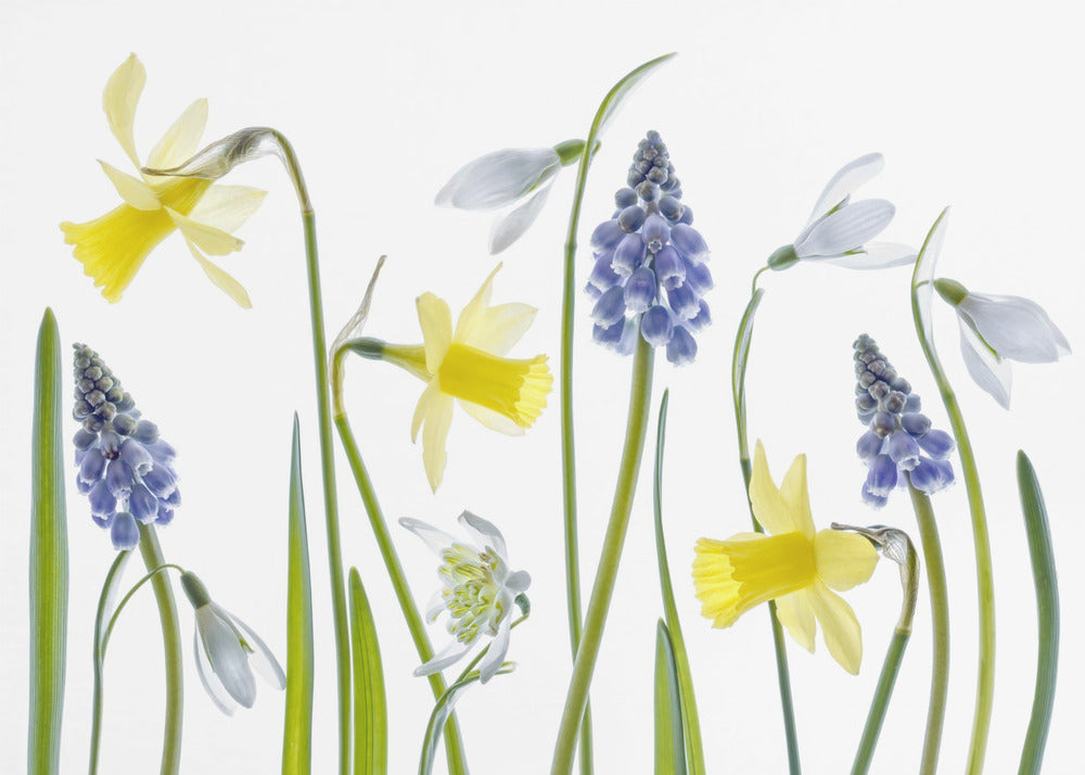 Spring | Poster