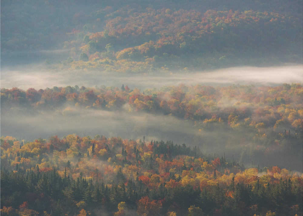 Misty Morning | Canvas