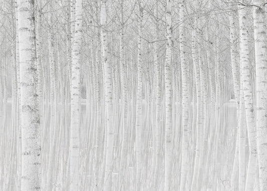 Trees | Wallpaper