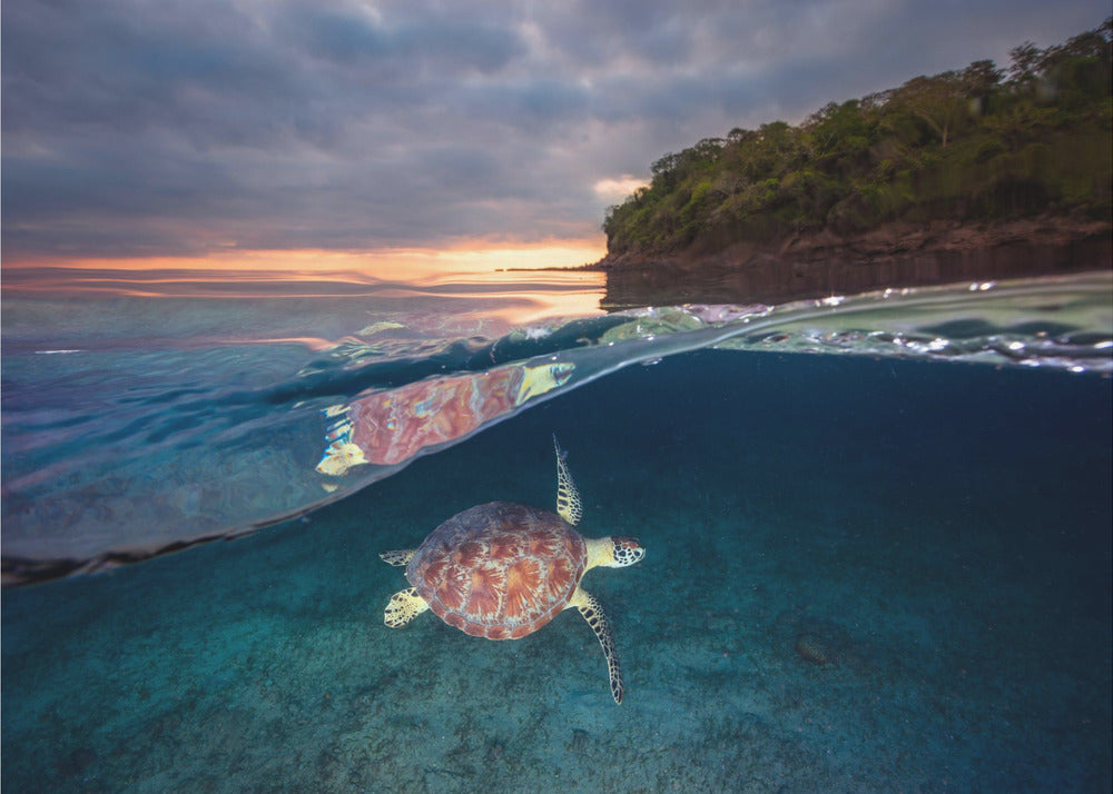 Green turtle with sunset | Poster