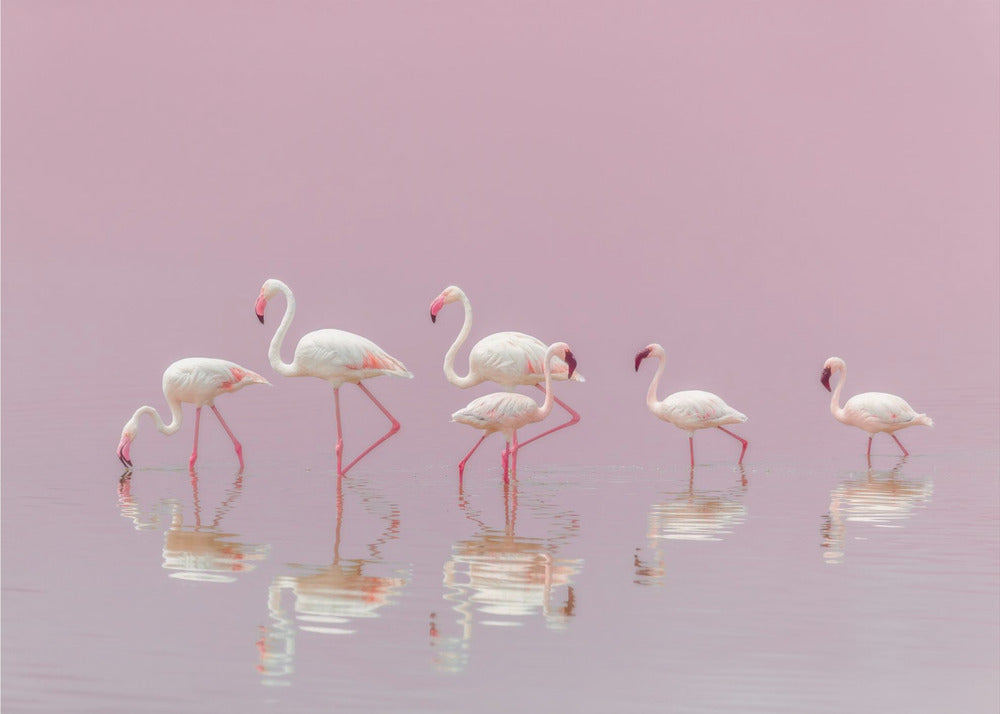 Flamingos | Canvas