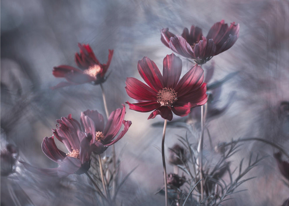 Cosmoslicious | Poster