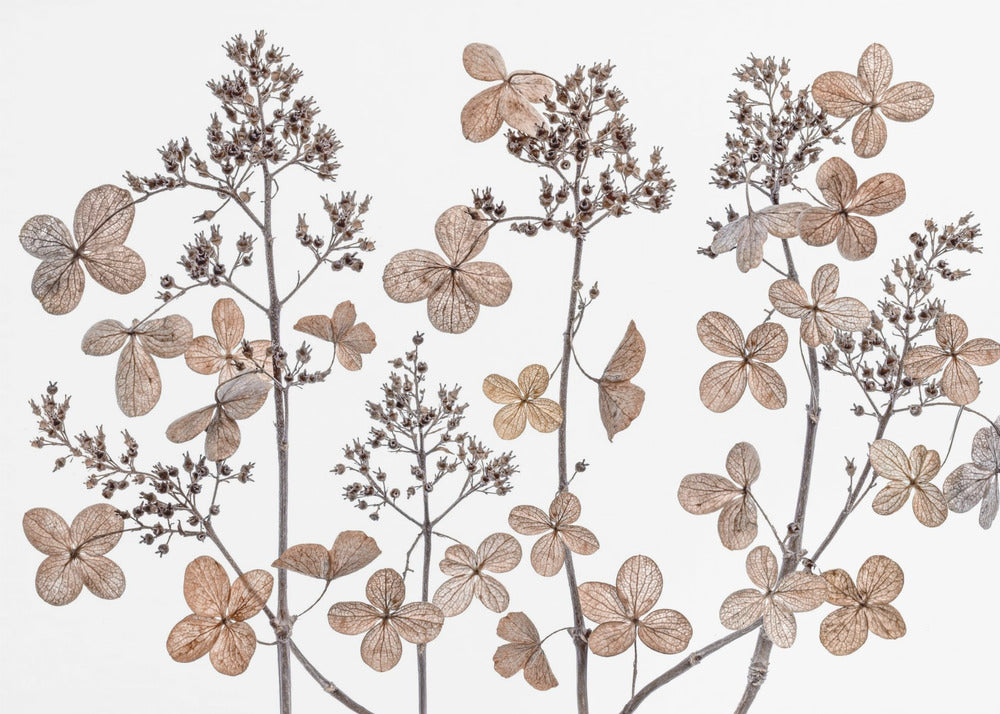 Hydrangea paniculata | Poster