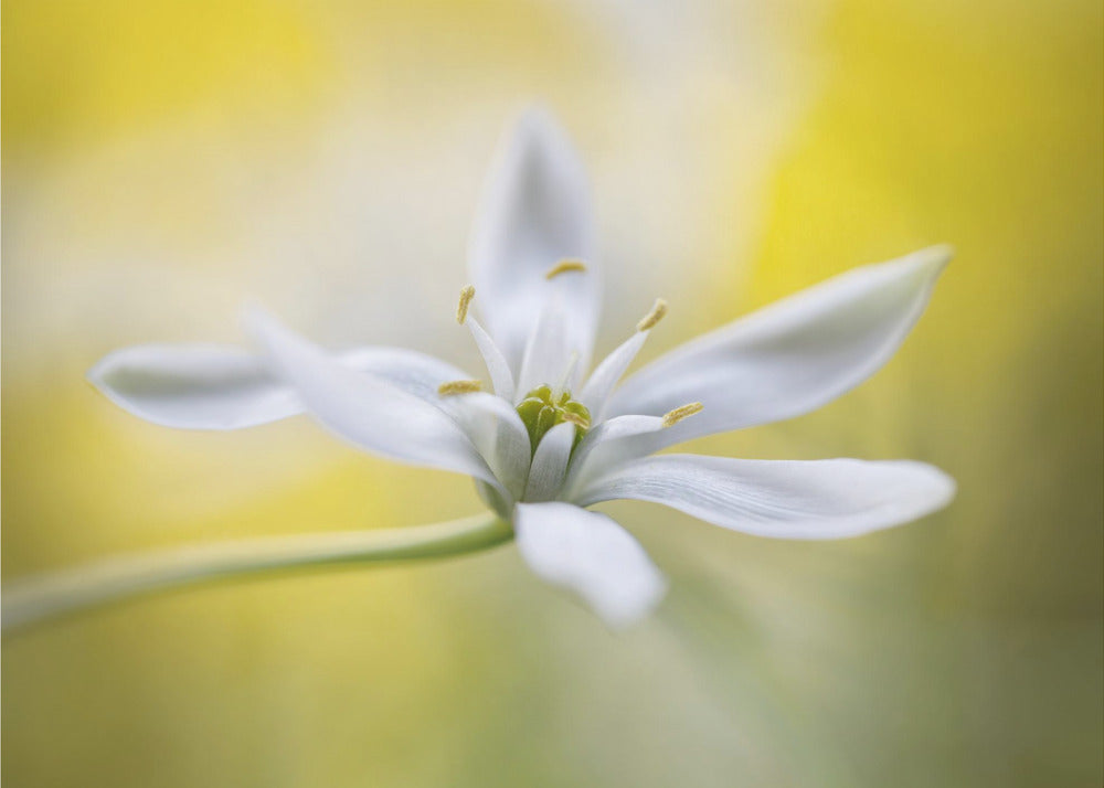 Ornithogalum | Canvas