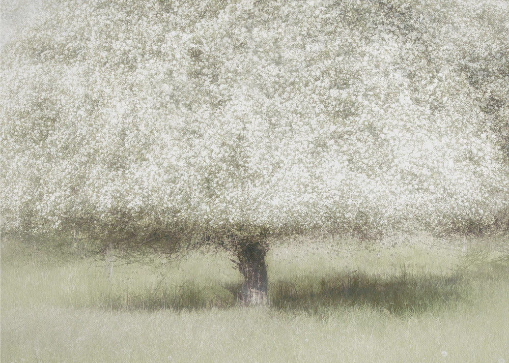 In the backyard | Canvas