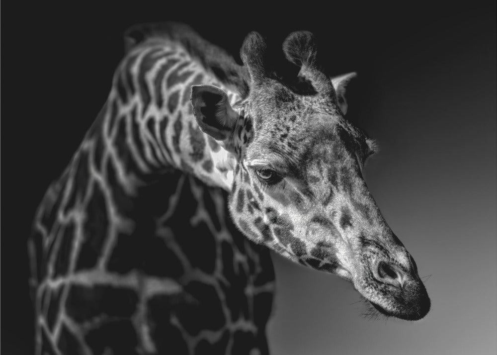 Giraffe | Canvas