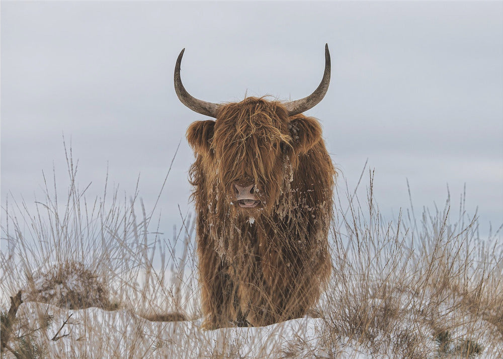 Highlander in Snow | Canvas