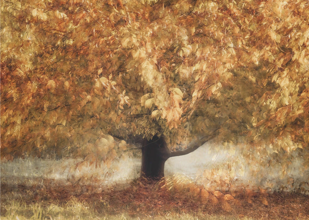 Gold colors | Canvas