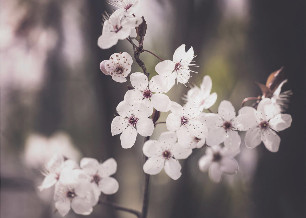 Blossoms | Poster