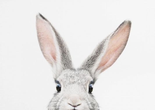 Peeking Bunny | Canvas