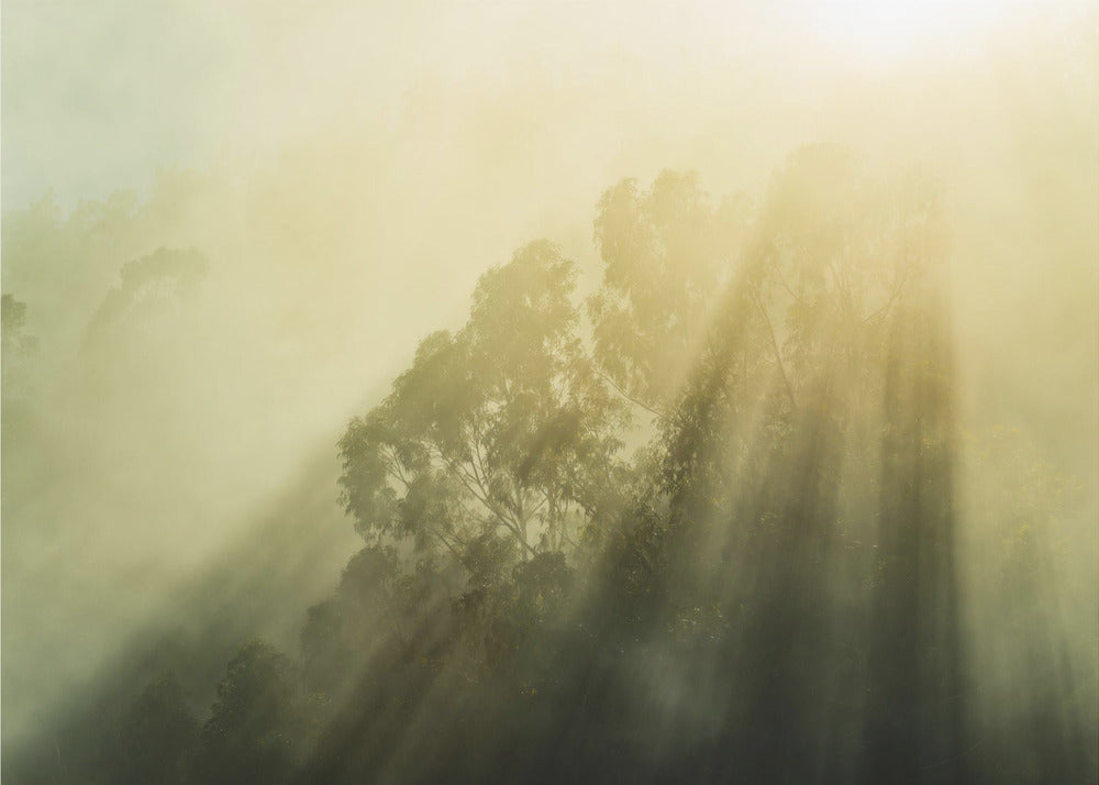 Foggy Woods III | Poster