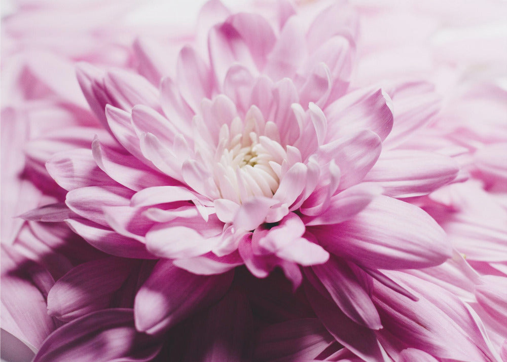 pink Chrysanthemum Blossom | Wallpaper
