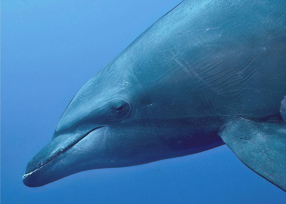 Tursiop Portrait | Wallpaper