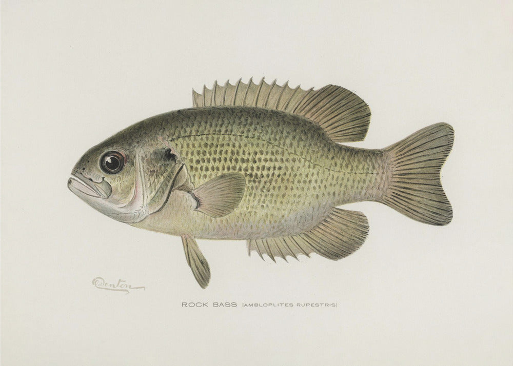 Rock Bass (ambloplites Rupestris) By Sherman F. Denton (1856 1937) | Canvas