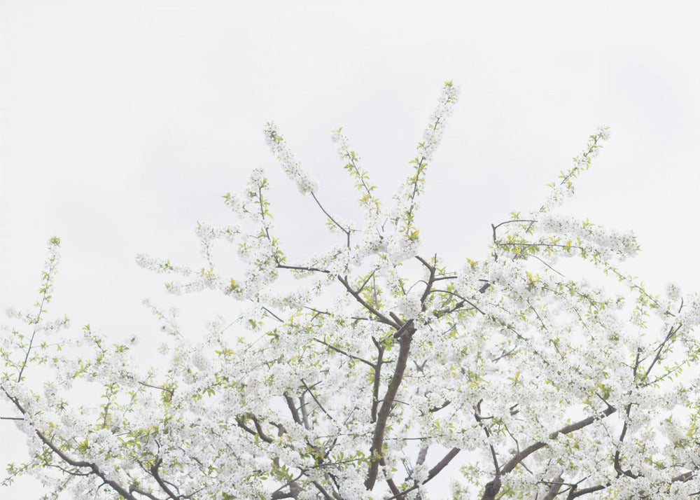 White Spring Tree 2 | Canvas