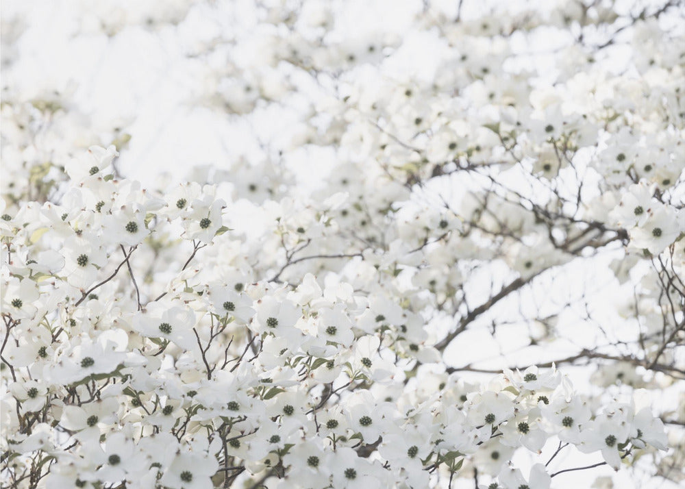 White Spring Tree 1 | Canvas