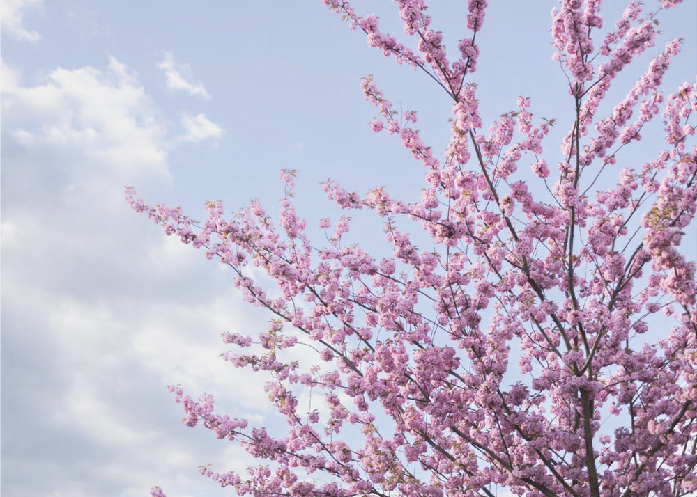 Colorful Spring 12 | Canvas