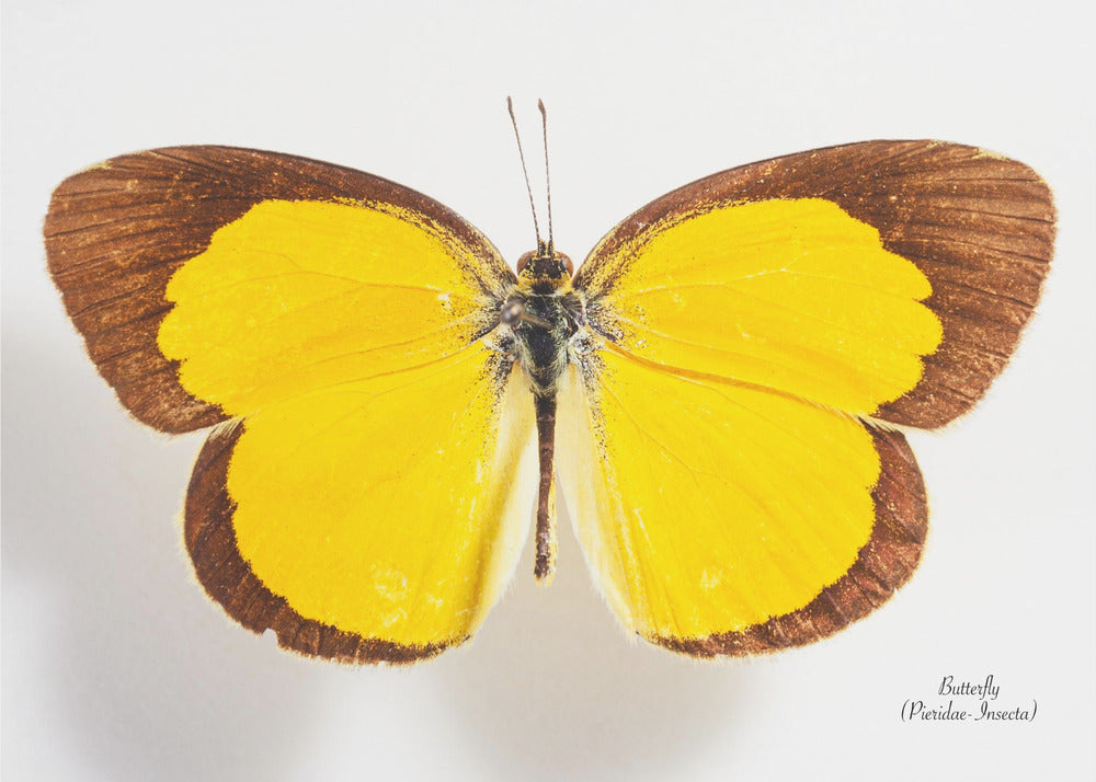 Butterfly - 2 | Canvas