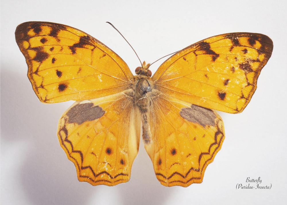 Butterfly - 10 | Canvas