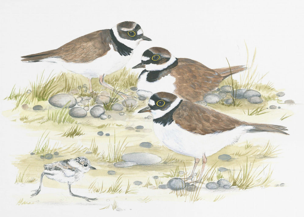 Plovers | Poster
