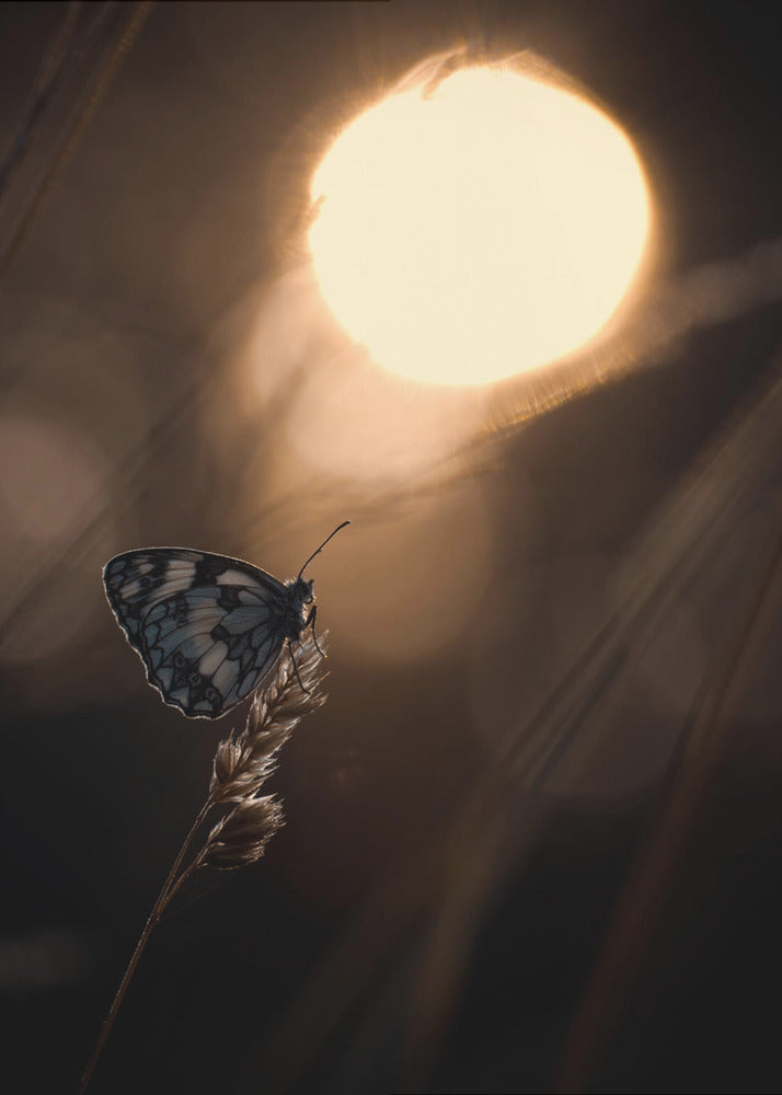 Communion avec les astres | Canvas