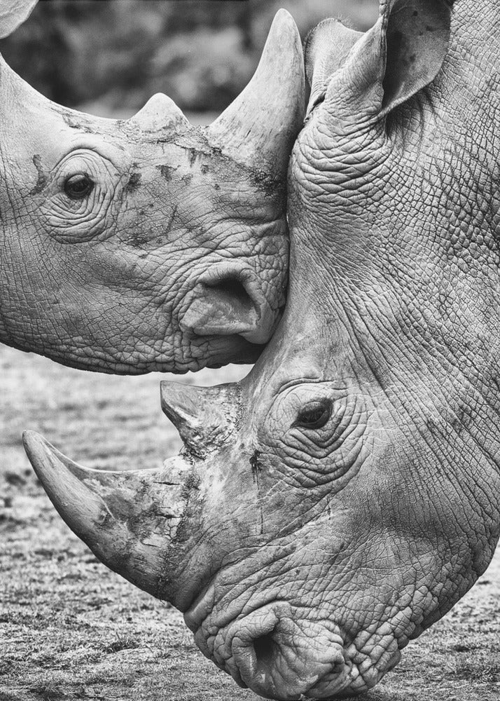 Face to face | Canvas