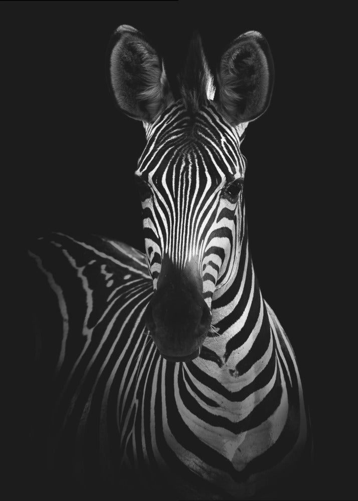The Zebra | Canvas