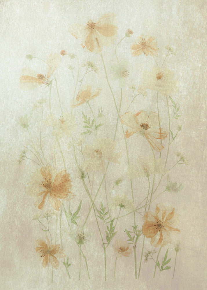 Yellow Cosmos | Poster