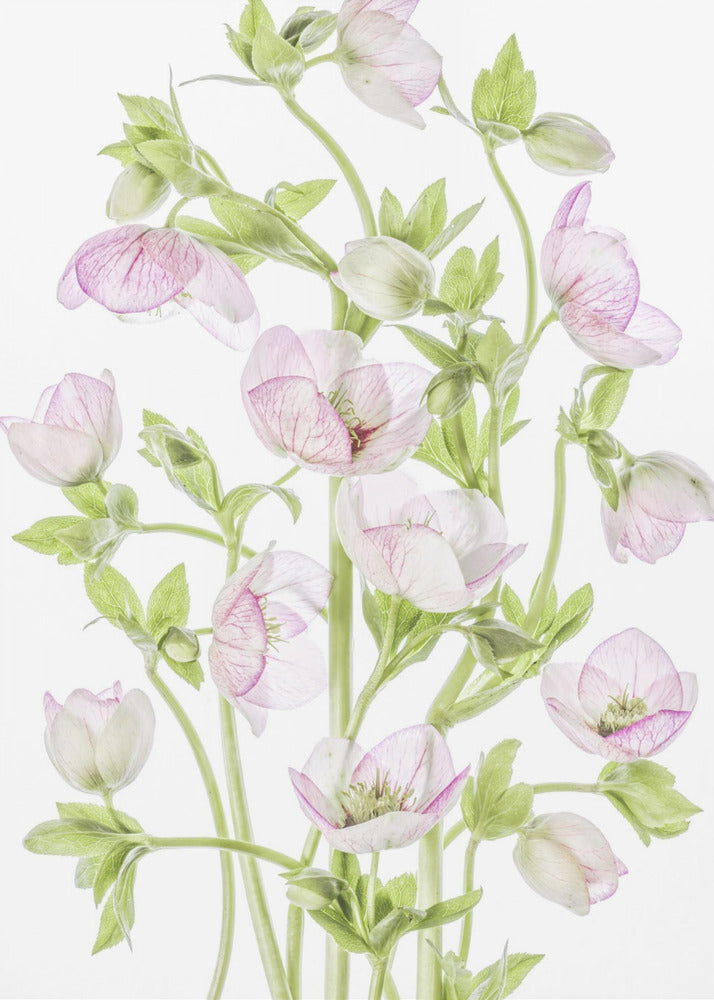 Hellebore | Poster