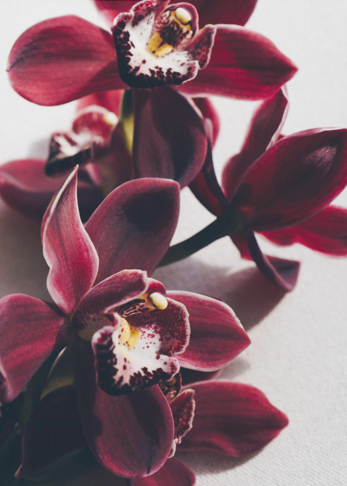 Red Orchids with Delicate Petals | Poster