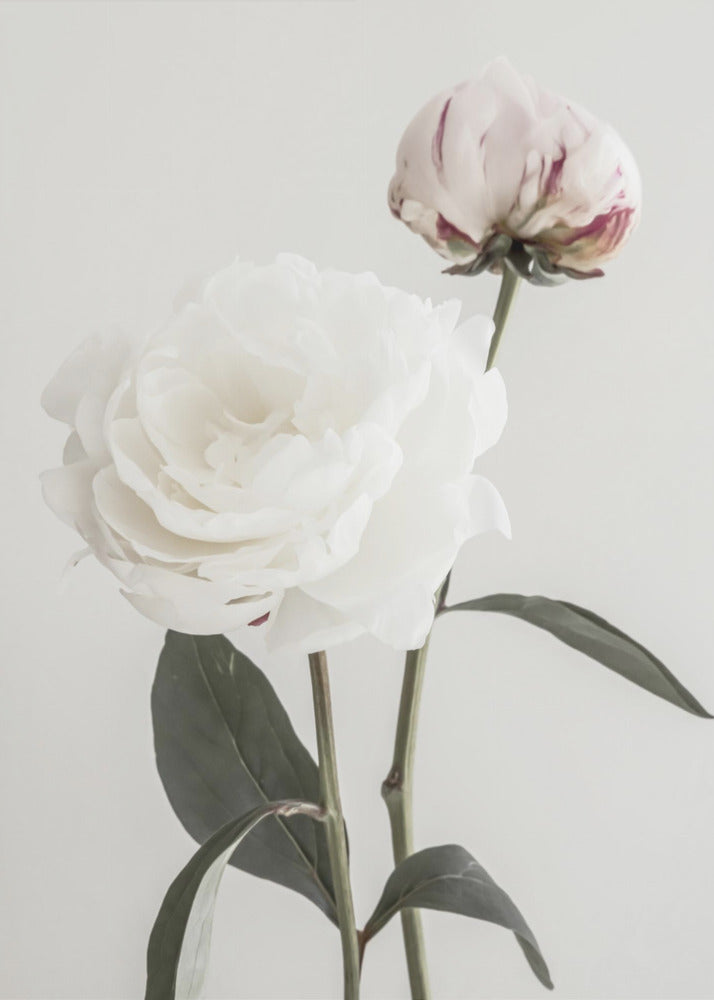 Peony 12 | Canvas
