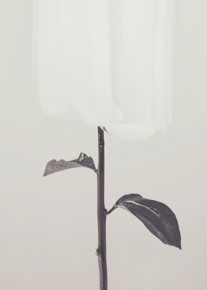 Peony 18 | Canvas