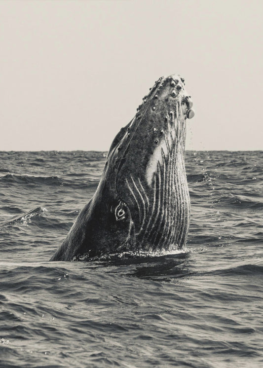 Secret of Whale | Poster