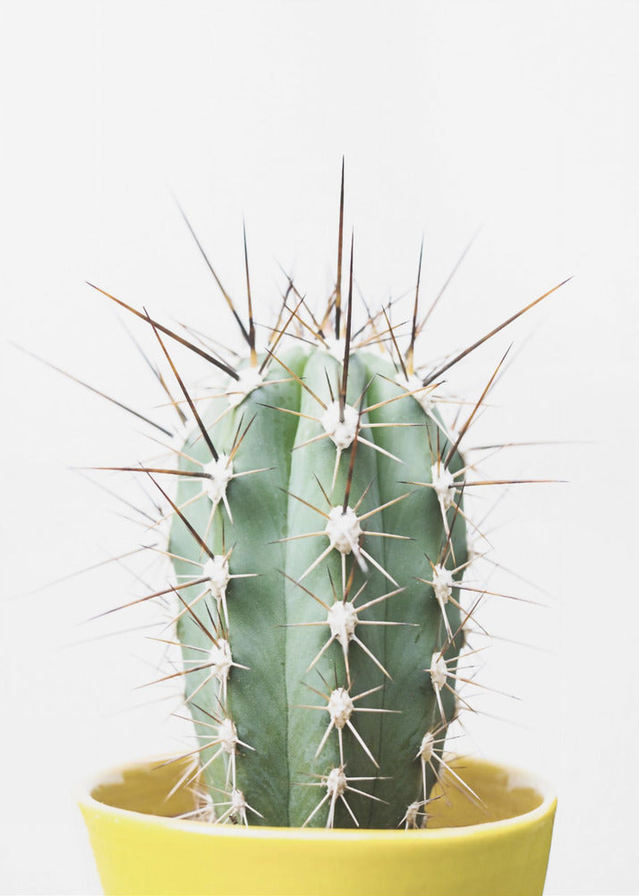 Spikey Cactus | Canvas