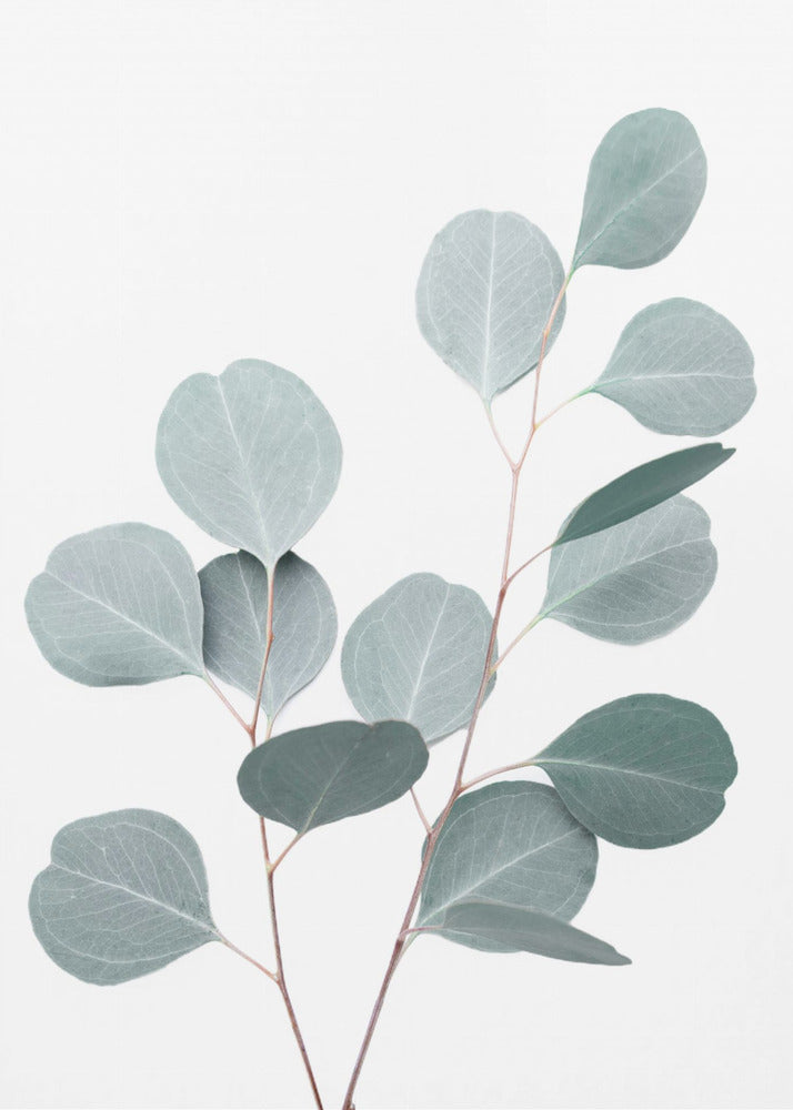 Silverdollar | Canvas