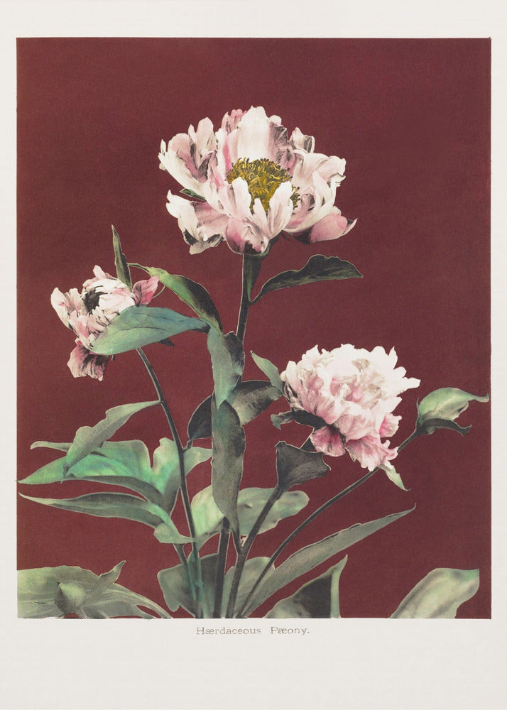 Hærdaceous Peony no2 | Poster
