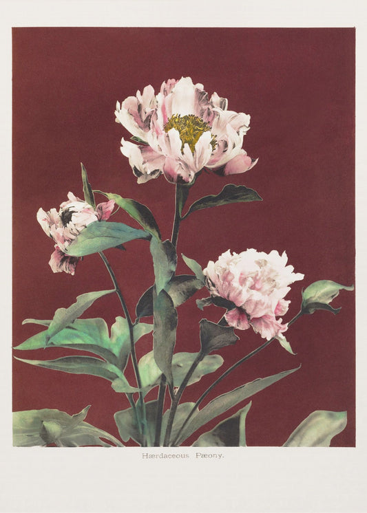 Hærdaceous Peony no2 | Poster