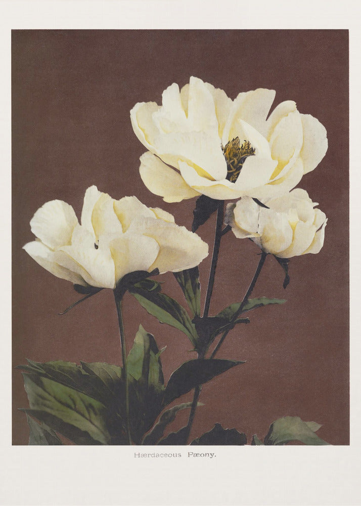 Hærdaceous Peony | Poster