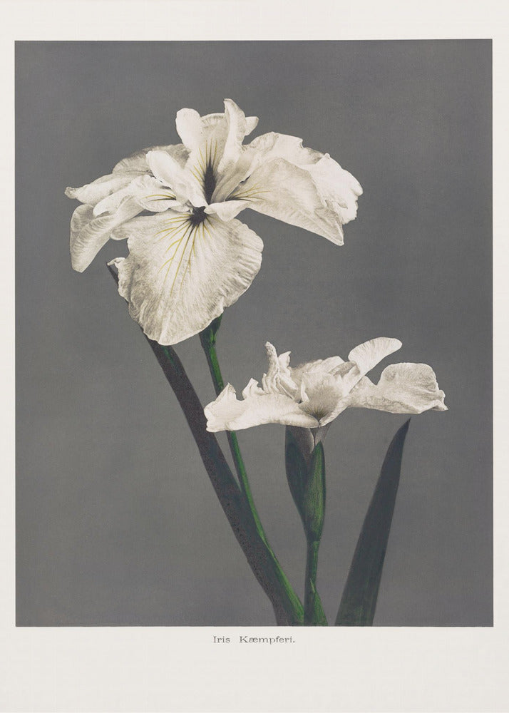 Iris Kæmpferi | Poster