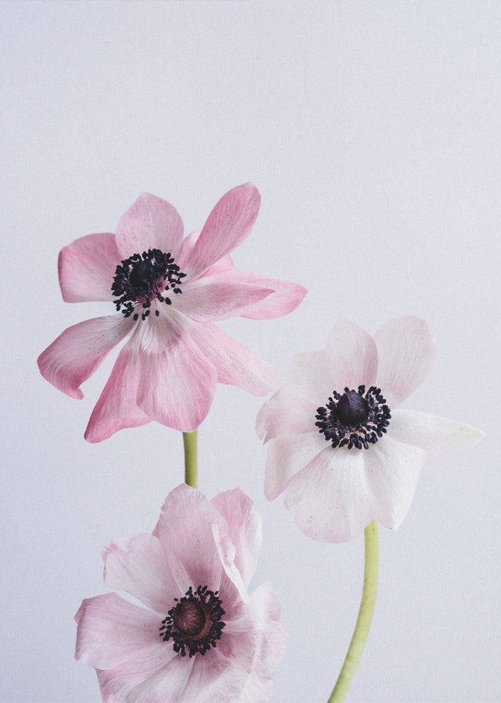 Pale Pink Ranunculus Flowers | Canvas