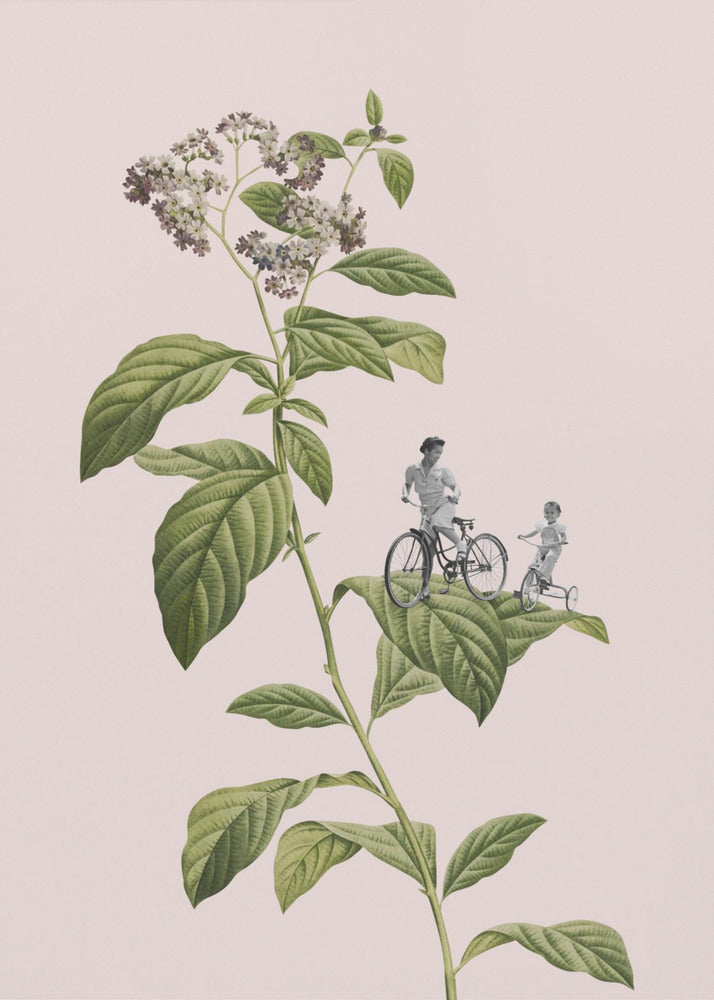Botanical cycling | Poster