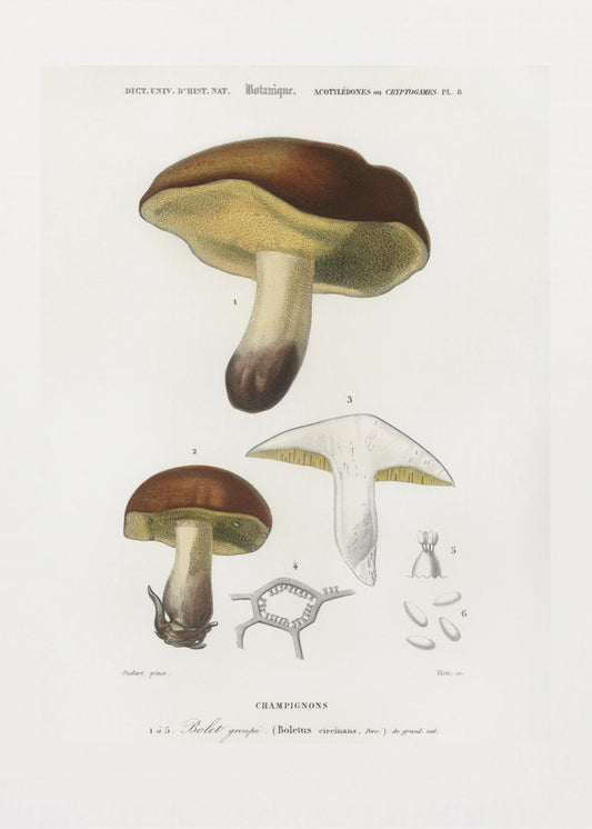 Mushroom (boletus Circinans) | Poster