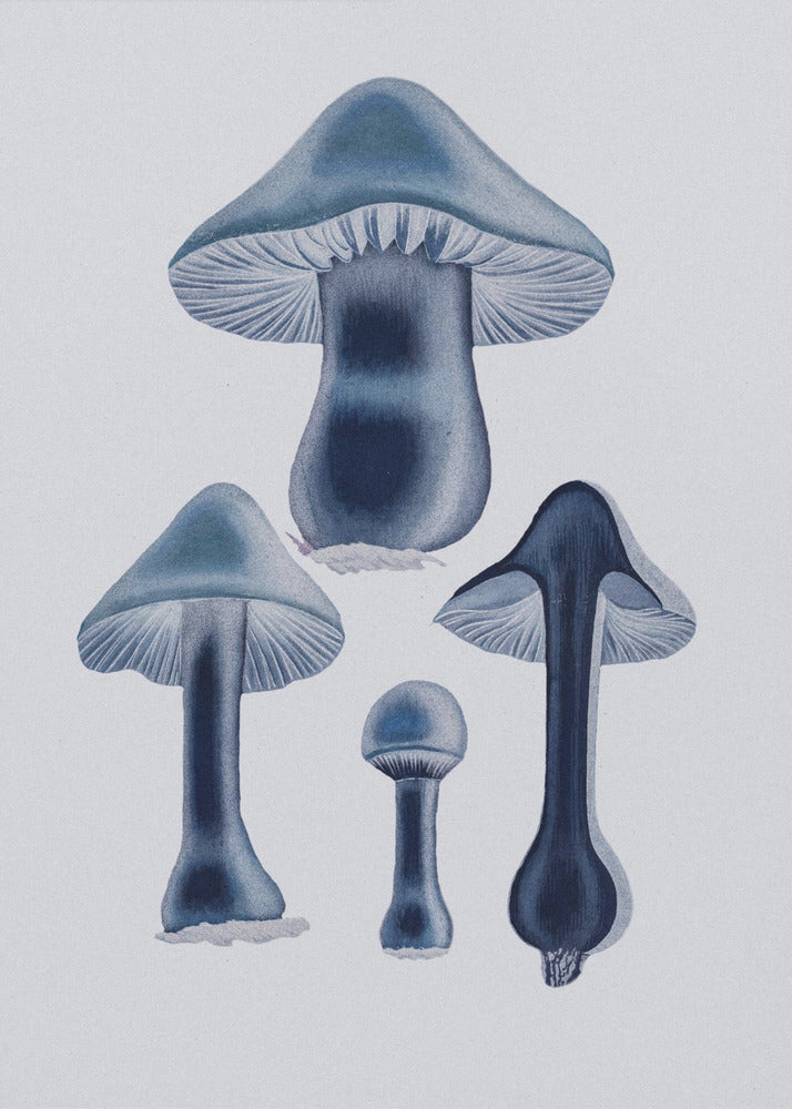 Agaricus Bulbosus - Blue | Canvas