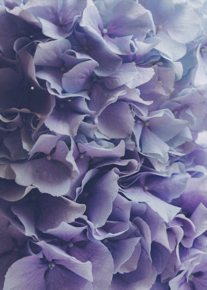 Vibrant Purple Hydrangea Flowers | Poster