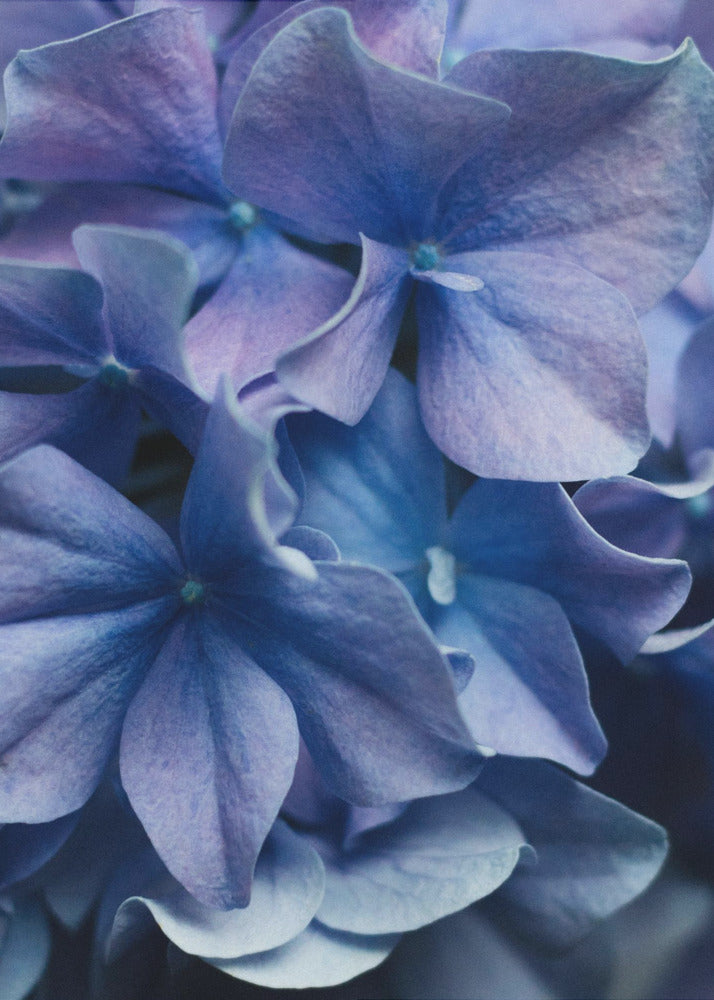 Vibrant Purple Hydrangea Flowers | Canvas